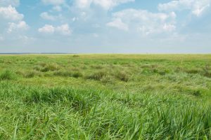 Landwirtschaftliche Fläche